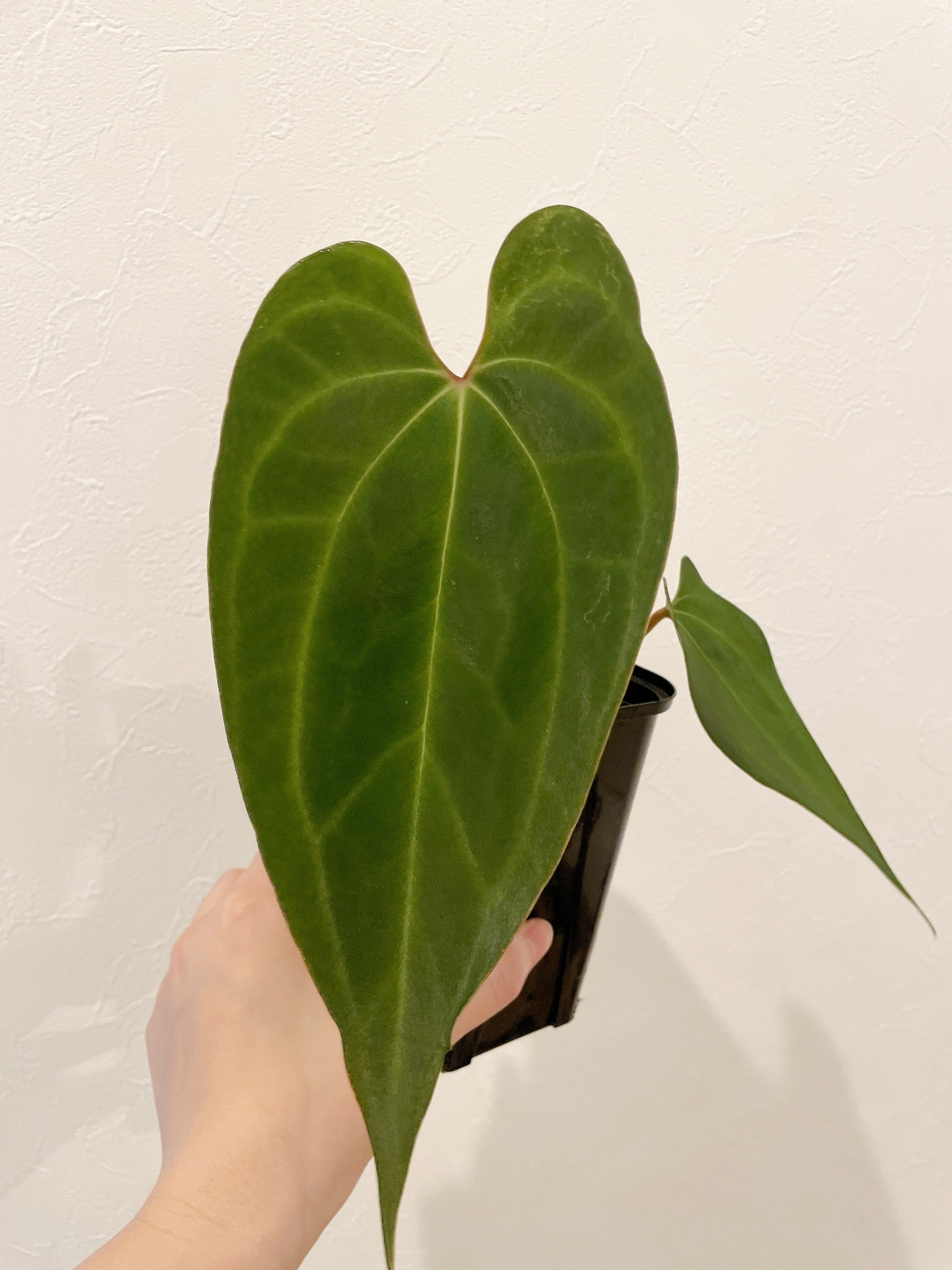 アンスリウム　レッドクリスタリナム×#2×#1 4号 アンスリウム レッドクリスタリナム×#2×#1 4号 | jwplants