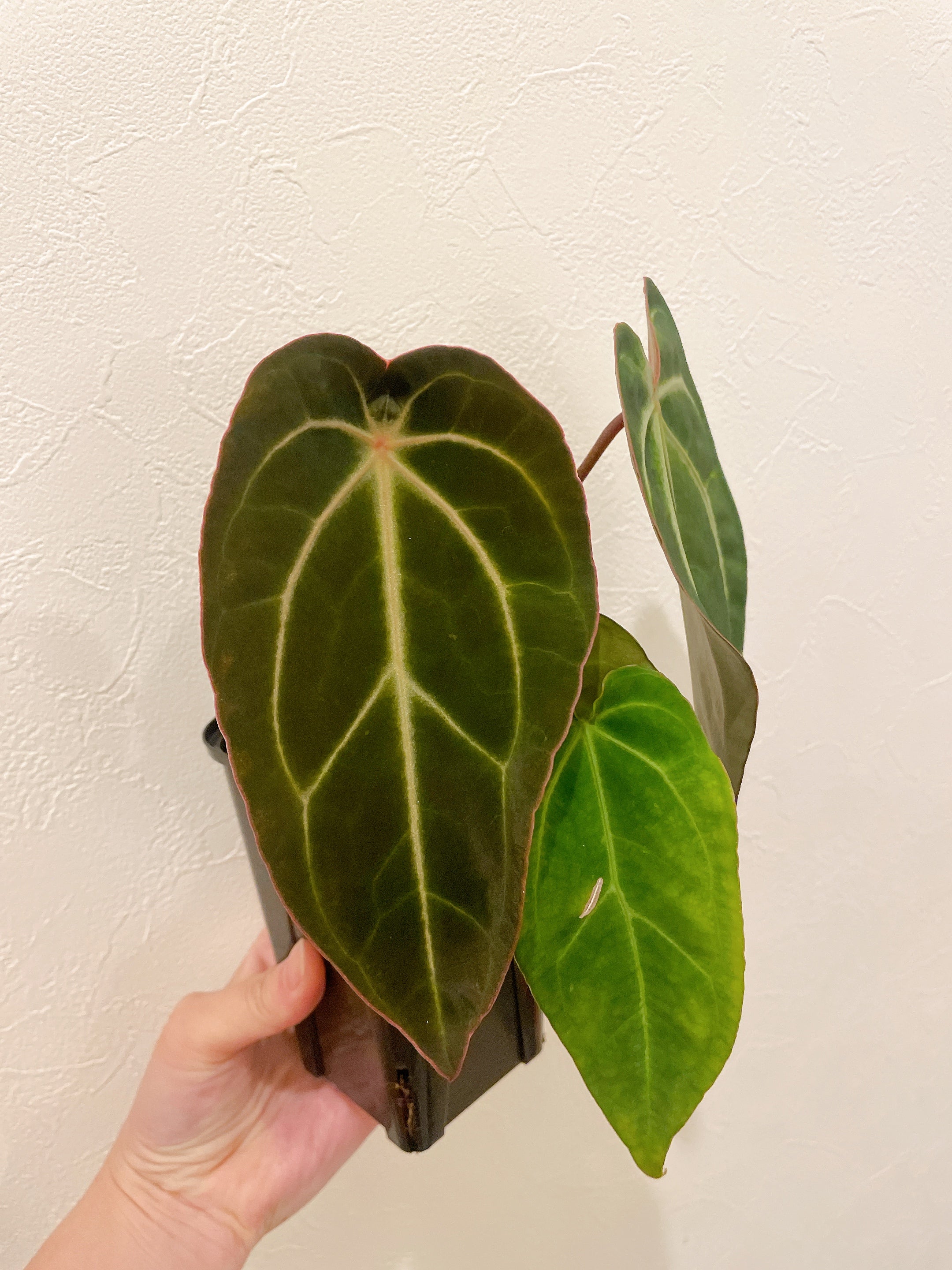 観葉植物 アンスリウム エンジェルズドリーム×レッドスパイダー 4号